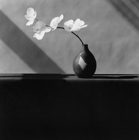 Orchids, 1982 © Robert Mapplethorpe Foundation. Used by permission