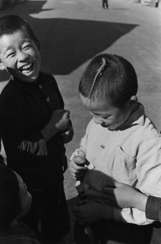 Lucertola, Kōtō, Tokyo, 1955 457×560 - Ken Domon Museum of Photography